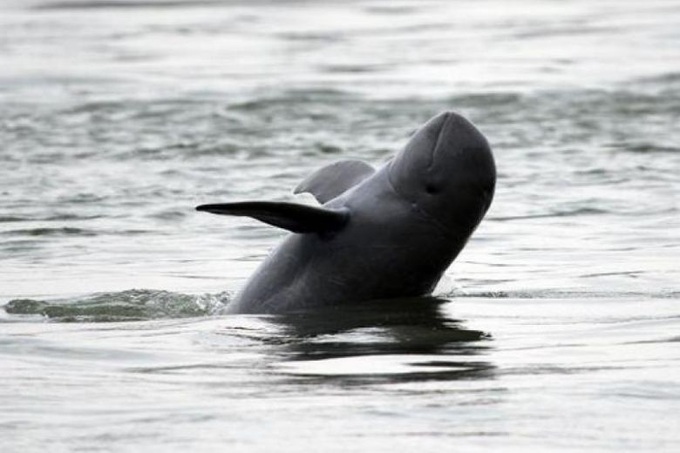 Threatened Cambodia river dolphins making 'historic' rebound - 1 Threatened Cambodia river dolphins making 'historic' rebound - 1