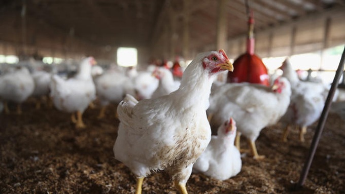Japan orders chicken cull after bird flu outbreak - 1