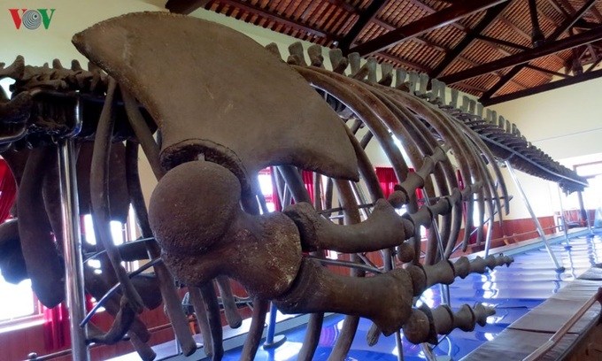 Largest whale skeleton in Southeast Asia - 2