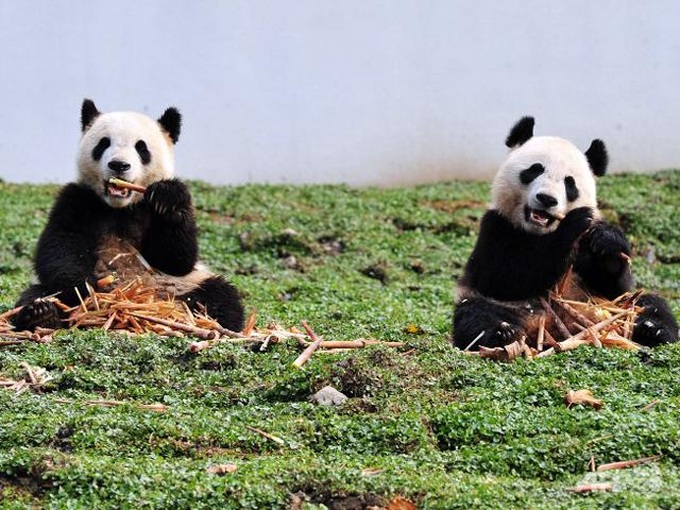 China's endangered pandas face bamboo shortage threat - 1