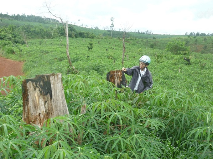 Thousands of hectares of forest land destroyed due to ignorance - 1