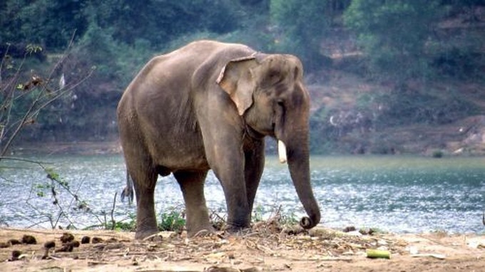 Urgent measures needed to protect elephants - 1