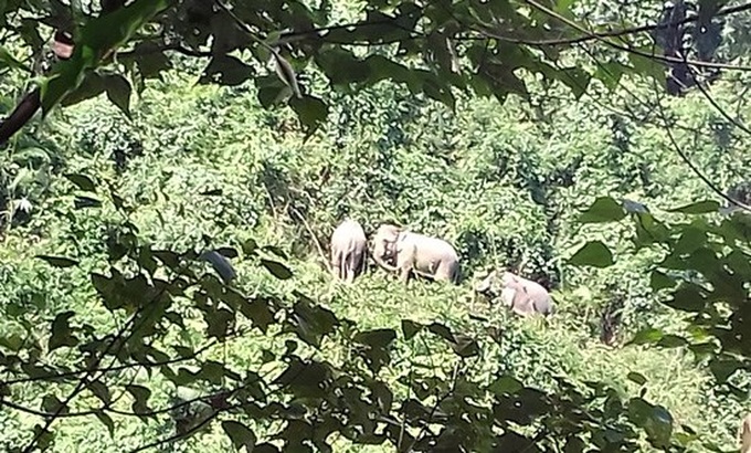 Quang Nam protects wild elephants - 1