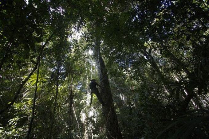 21,000 species at risk of extinction - 1