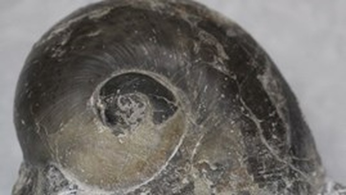 Vietnam’s largest sea snail fossil discovered - 1