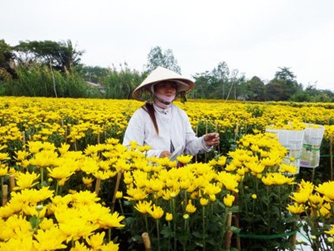 Sa Dec flower village blossoms in spring - 1 Sa Dec flower village blossoms in spring - 1