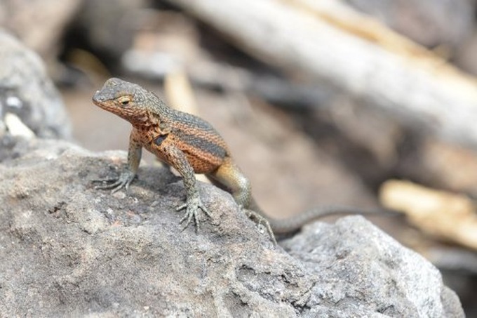 Reptiles are at risk, study finds - 1 Reptiles are at risk, study finds - 1