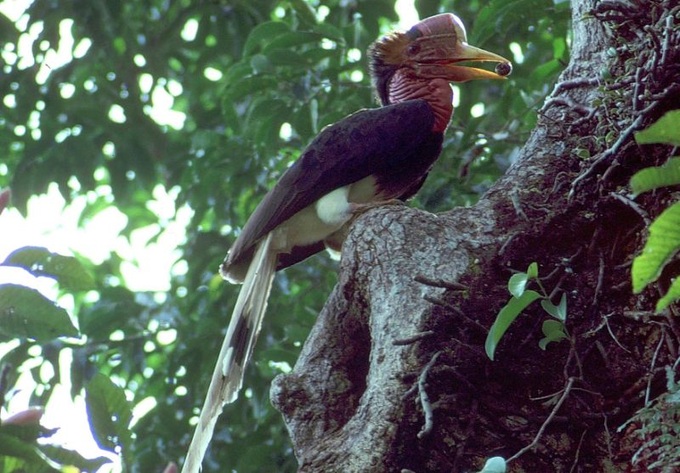Poachers target rare bird's 'ivory' beak in Southeast Asia - 1