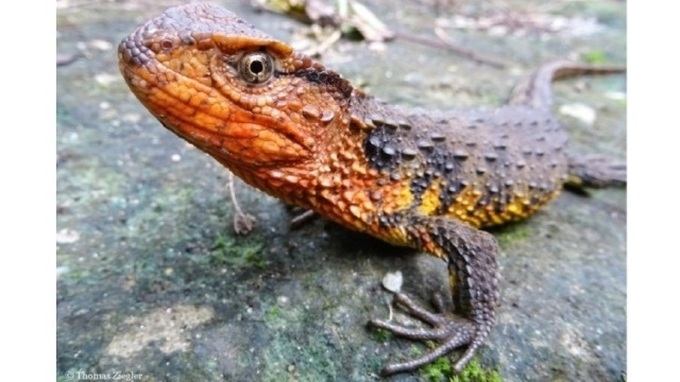 Sixty-five new species discovered in Vietnamese forests - 1