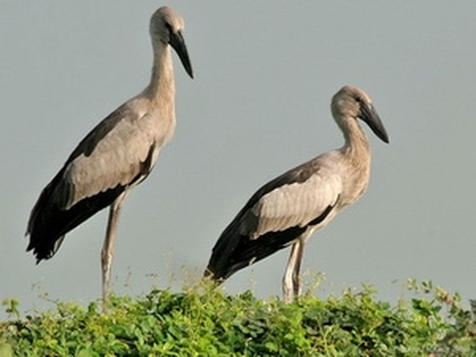 Over 7,000 storks flock to Tram Chim Park - 1 Over 7,000 storks flock to Tram Chim Park - 1