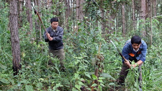 Payments for ecosystem services tally VND2,850 billion - 1