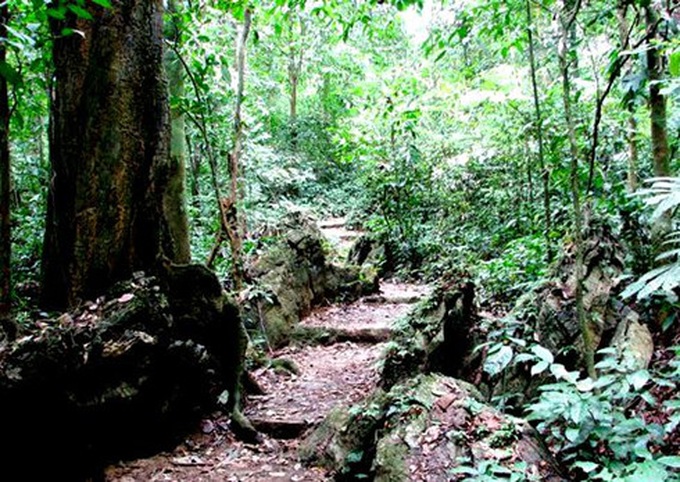 Eight forests suitable for nature enthusiasts in Vietnam - 1