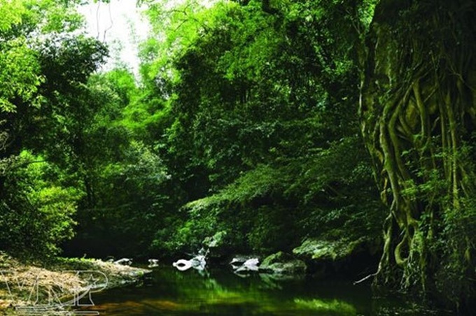 Eight forests suitable for nature enthusiasts in Vietnam - 3