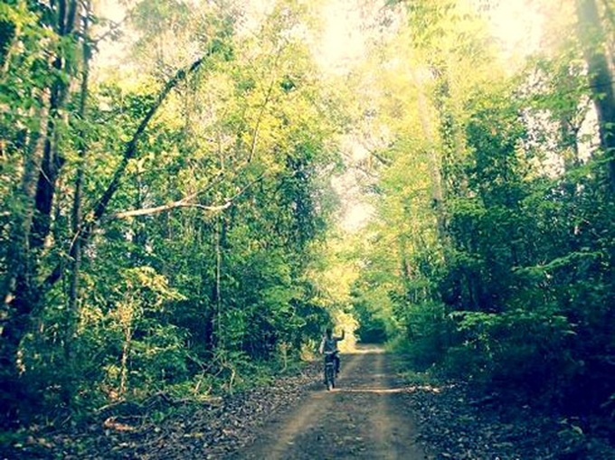 Eight forests suitable for nature enthusiasts in Vietnam - 6
