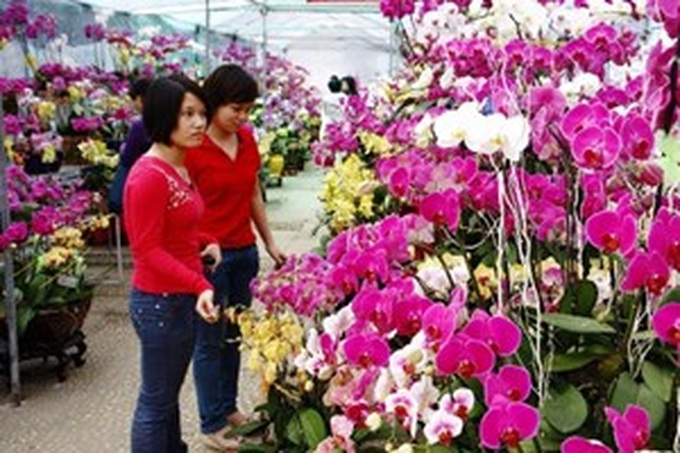 Year of Horse gallops into view with festival - 1