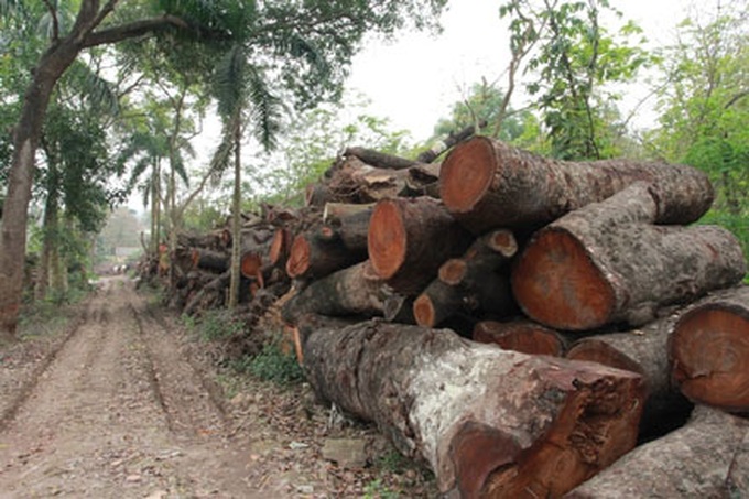 Hanoi suspends tree cutting project, reprimands officials - 1