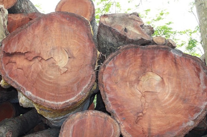Hanoi suspends tree cutting project, reprimands officials - 4