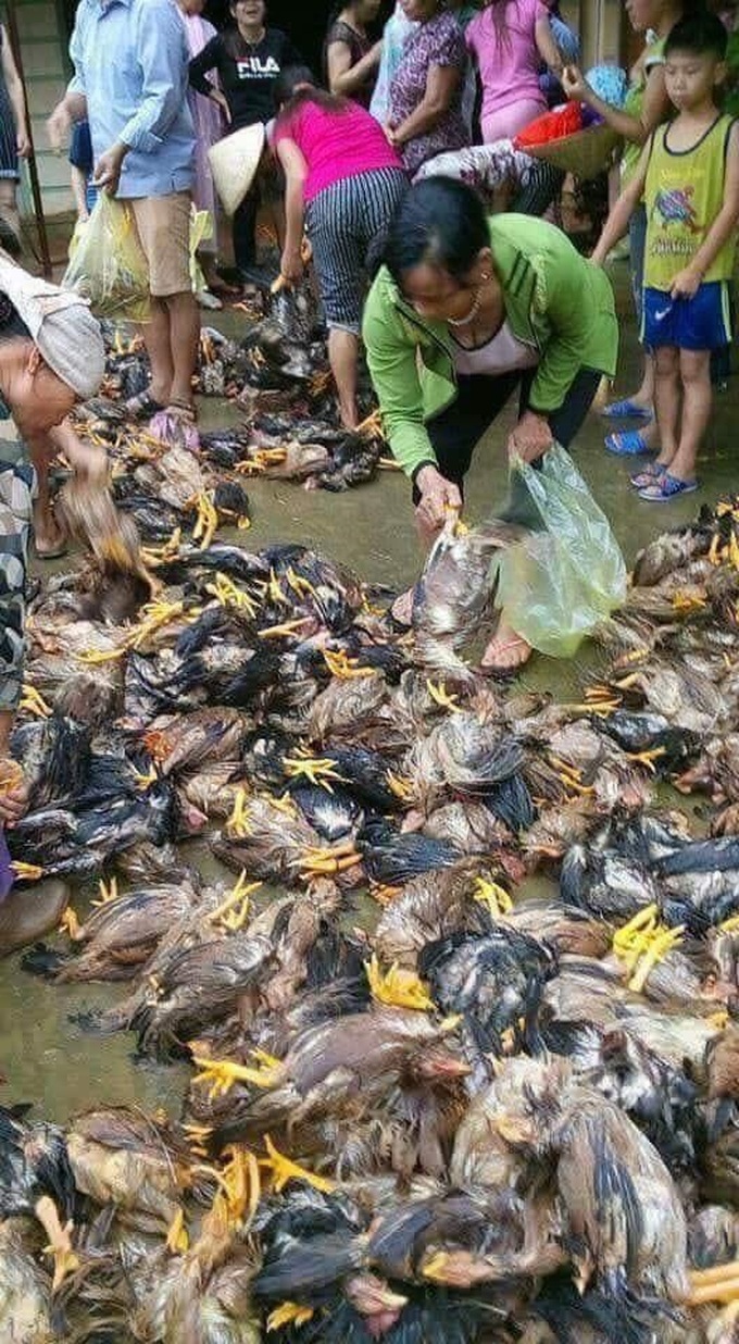 Thousands of pigs in Thanh Hoa drowned by floods - 3