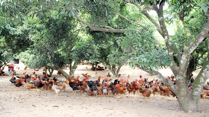 Vietnam free-range chicken named best food in SEA - 1 Vietnam free-range chicken named best food in SEA - 1