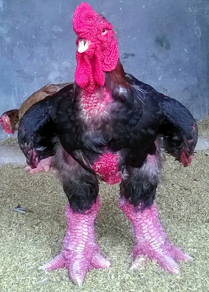 Farmer turns down VND30m offers for giant chicken - 2 Farmer turns down VND30m offers for giant chicken - 2