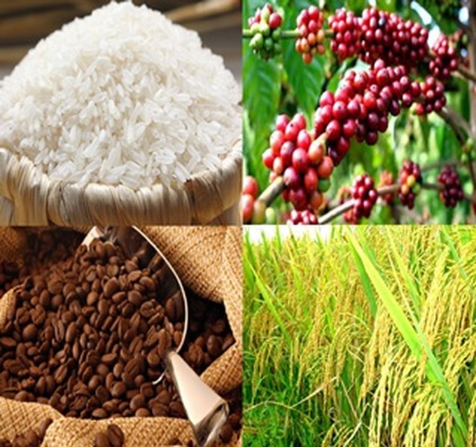 WB finances USD238m to reform rice, coffee industries - 1