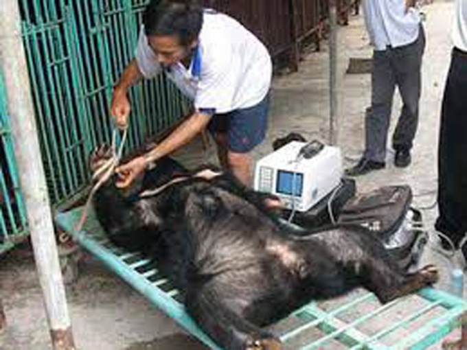 Quang Ninh cracks down on bear bile tourism - 1