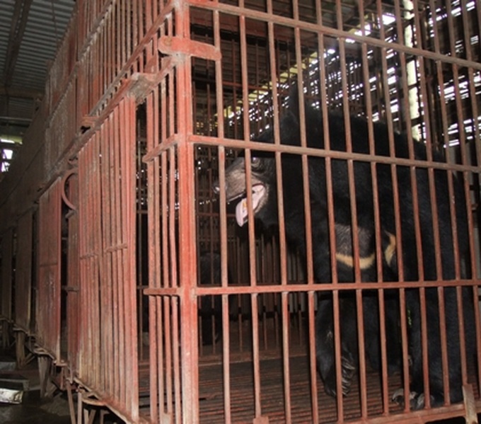 Bears raised in captivity face uncertain future - 4 Bears raised in captivity face uncertain future - 4