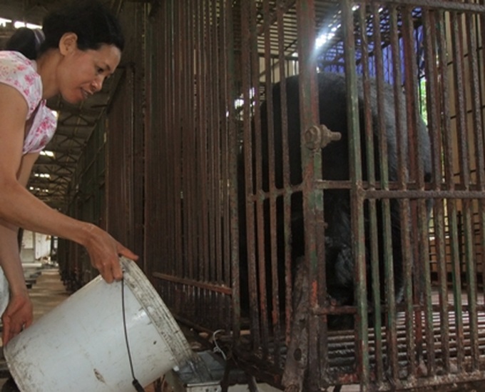 Bears raised in captivity face uncertain future - 3 Bears raised in captivity face uncertain future - 3