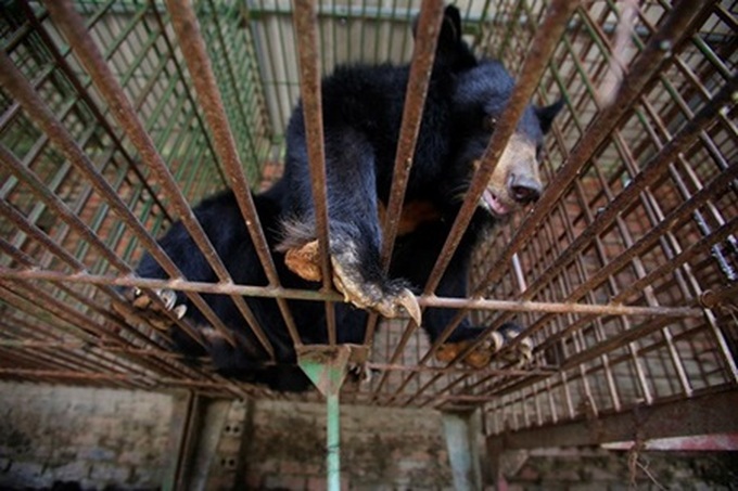 Vietnam to end use of bear bile - 1 Vietnam to end use of bear bile - 1