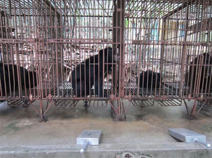 Quang Ninh's farms asked to send bears to Tam Dao Bear Sanctuary - 1