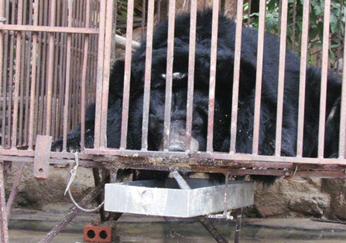 Quang Ninh campaign calls for bear protection - 1