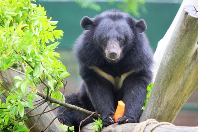 Vietnam commits to better bear preservation - 1 Vietnam commits to better bear preservation - 1