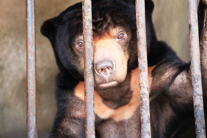 Sun bear in Tây Ninh rescued after 15 years in captivity - 1