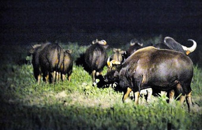 Rare wild bulls in need of protection - 1 Rare wild bulls in need of protection - 1