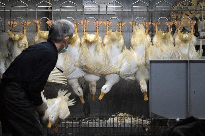 Taiwan doctors urge vigilance over new bird flu virus - 1
