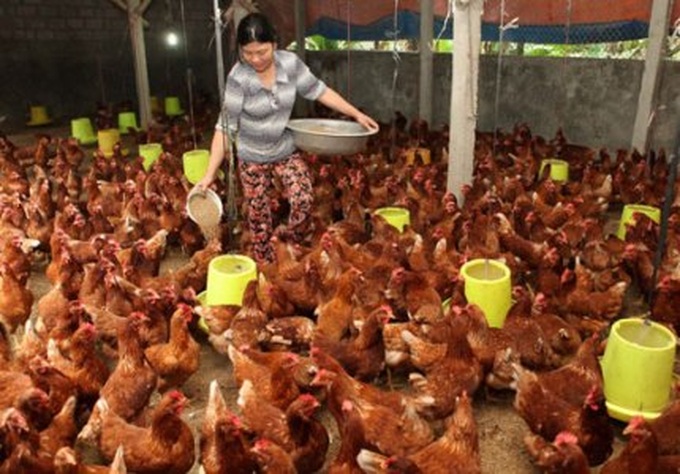 Vietnam faces high risk of A/H5N8 bird flu - 1