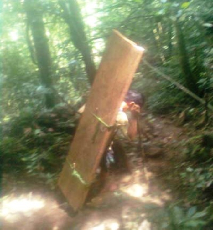 Quang Binh prosecutes five Sua timber robbers - 1 Quang Binh prosecutes five Sua timber robbers - 1