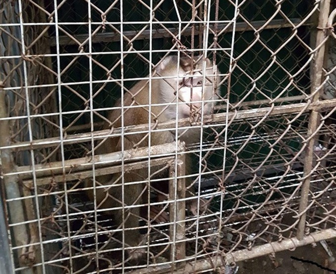 Rare monkeys released back to wild in Ha Tinh - 1