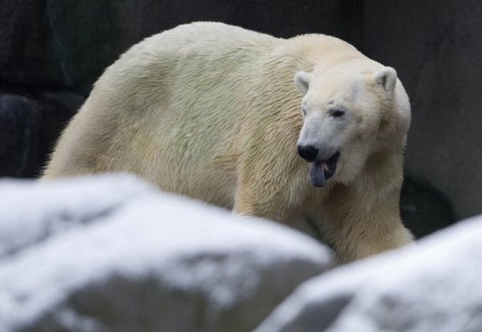 International ban on polar-bear trade rejected - 1 International ban on polar-bear trade rejected - 1