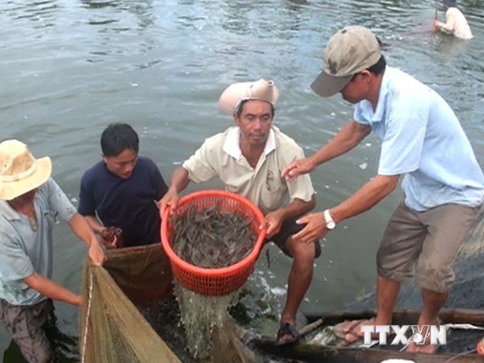 First Vietnamese shrimp farm meets sustainability standards - 1