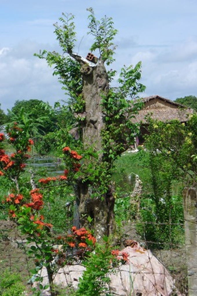 Ancient trees go to cities in masses - 1 Ancient trees go to cities in masses - 1