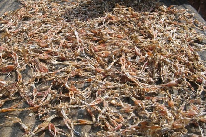 Southern Vietnamese frog delicacy - 1