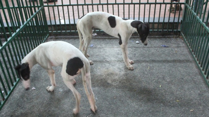 Impressive greyhound racing in Vung Tau - 17