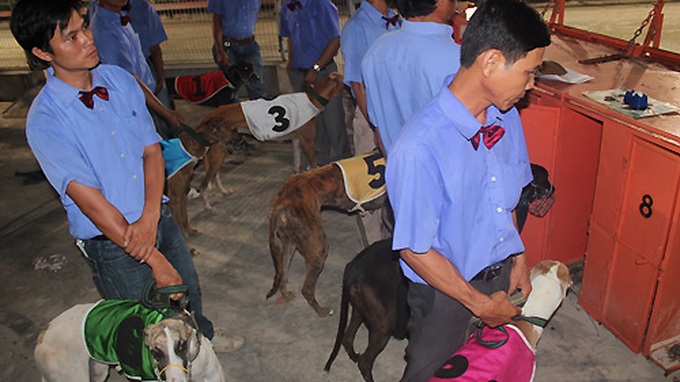 Impressive greyhound racing in Vung Tau - 4