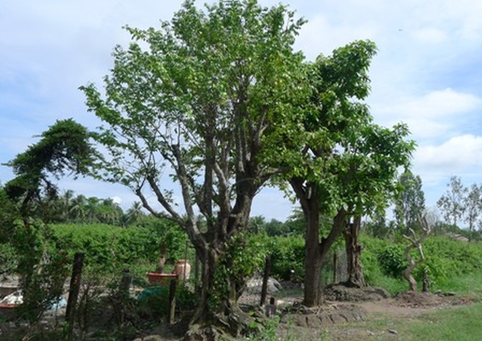 Ancient trees go to cities in masses - 2 Ancient trees go to cities in masses - 2