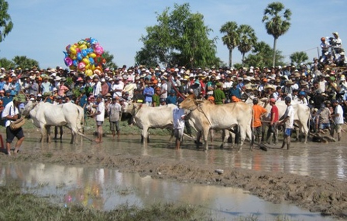 Khmer ox racing in the Mekong Delta - 2 Khmer ox racing in the Mekong Delta - 2