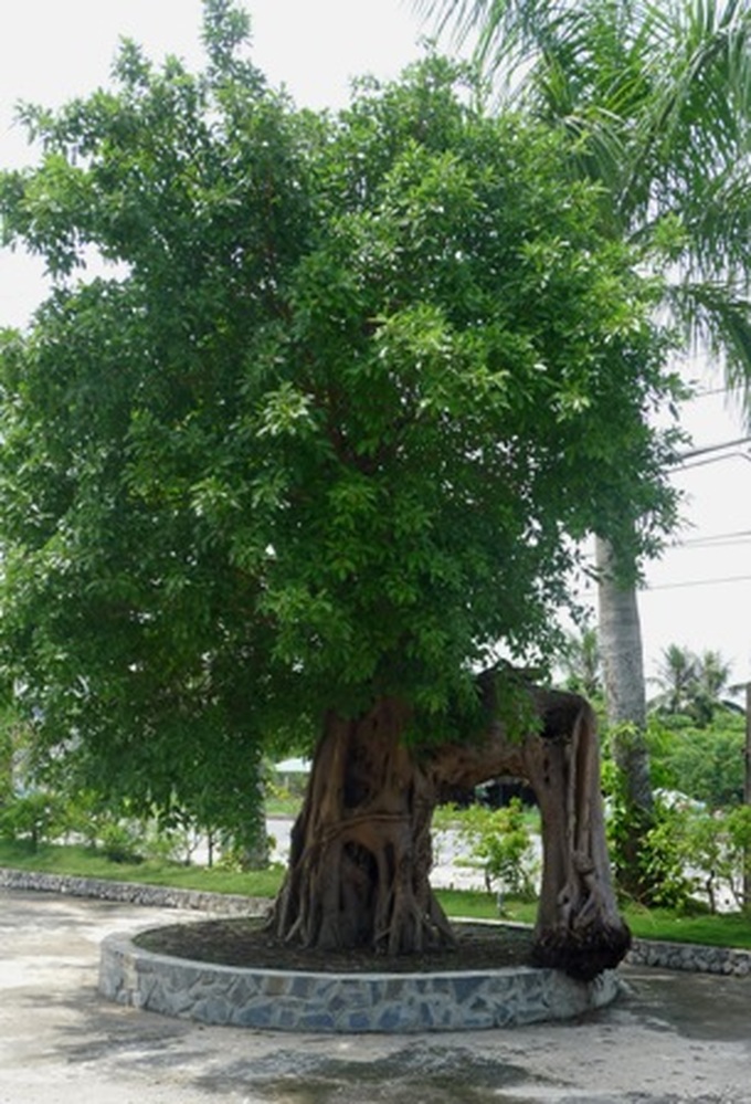 Ancient trees go to cities in masses - 3 Ancient trees go to cities in masses - 3