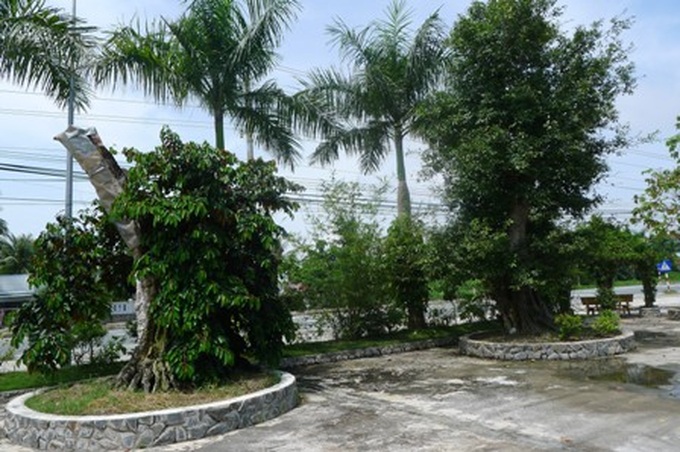 Ancient trees go to cities in masses - 4 Ancient trees go to cities in masses - 4