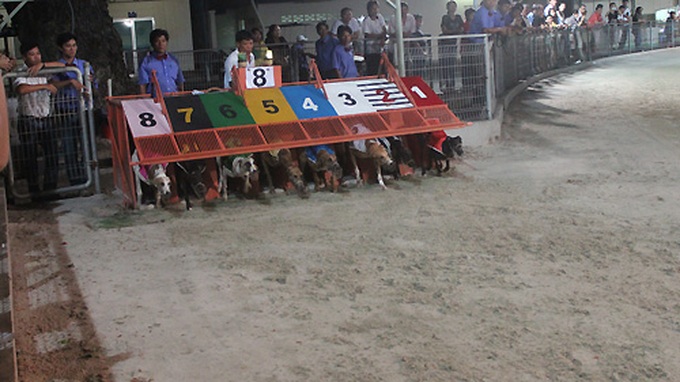 Impressive greyhound racing in Vung Tau - 7