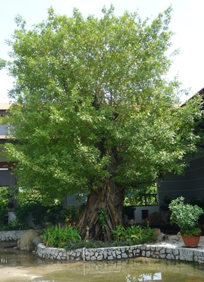 Ancient trees go to cities in masses - 6 Ancient trees go to cities in masses - 6